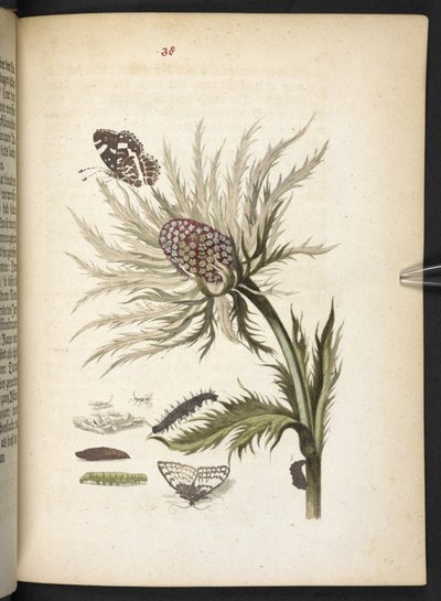 "Cudowna metamorfoza gąsienic i dziwny pokarm kwiatowy..." autorstwa Maria Sibylla Merian