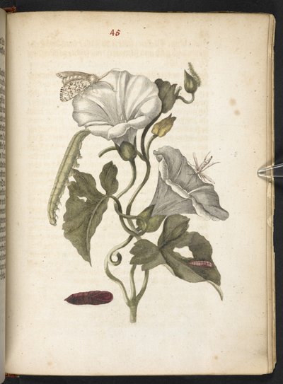 "Cudowna metamorfoza gąsienic i dziwny pokarm kwiatowy..." autorstwa Maria Sibylla Merian