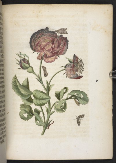 "Cudowna metamorfoza gąsienic i dziwny pokarm kwiatowy..." autorstwa Maria Sibylla Merian