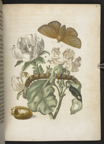 "Cudowna metamorfoza gąsienic i dziwny pokarm kwiatowy..." autorstwa Maria Sibylla Merian