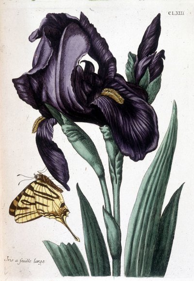 Irys szerokolistny - w „Ogólnej historii owadów Surinamu i całej Europy” Marii Sibylli de Merian, wyd. Desnos, Paryż autorstwa Maria Sibylla Merian