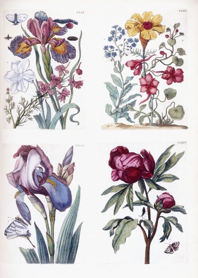 Różne europejskie owady i kwiaty autorstwa Maria Sibylla Merian