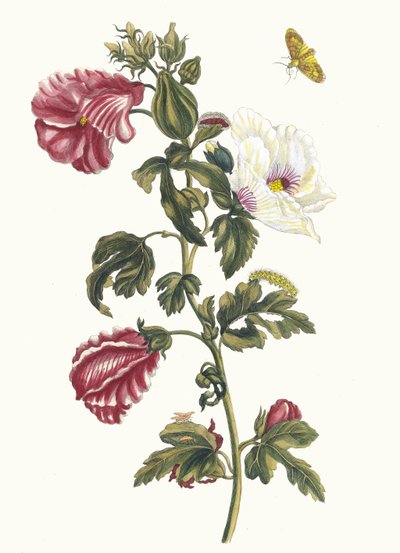 Althei. Z Księgi Metamorphosis insectorum Surinamensium, 1705. autorstwa Maria Sibylla Merian