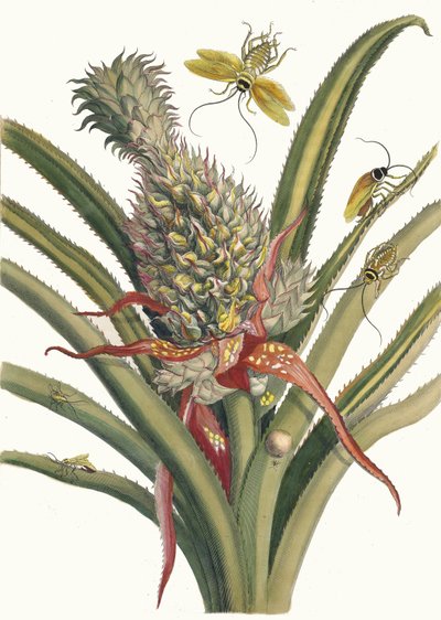 Ananas. Z Księgi Metamorphosis insectorum Surinamensium, 1705. autorstwa Maria Sibylla Merian