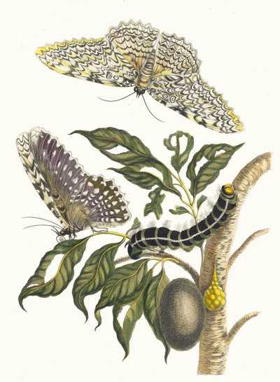 Arbre de gomme-gutte. Z Księgi Metamorphosis insectorum Surinamensium, 1705. autorstwa Maria Sibylla Merian