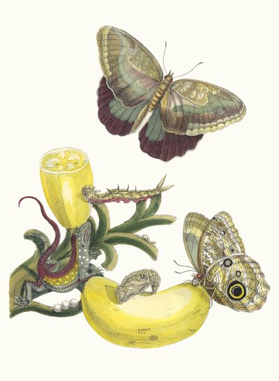Baccores. Z Księgi Metamorphosis insectorum Surinamensium, 1705. autorstwa Maria Sibylla Merian