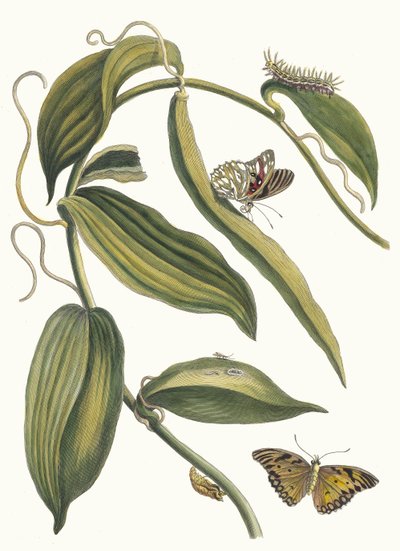 Banille. Z Księgi Metamorphosis insectorum Surinamensium, 1705. autorstwa Maria Sibylla Merian