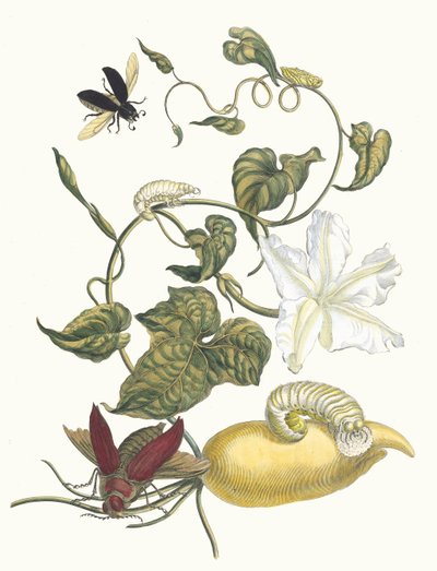 Bataty. Z Księgi Metamorphosis insectorum Surinamensium, 1705. autorstwa Maria Sibylla Merian