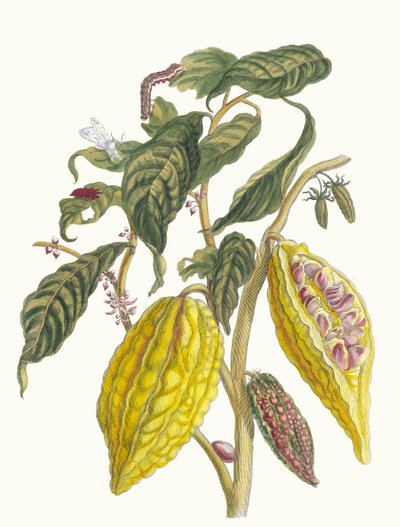 Kakao. Z Księgi Metamorphosis insectorum Surinamensium, 1705. autorstwa Maria Sibylla Merian