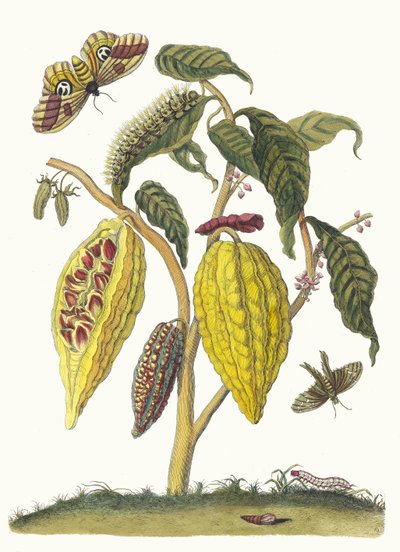 Kakao. Z Księgi Metamorphosis insectorum Surinamensium, 1705. autorstwa Maria Sibylla Merian