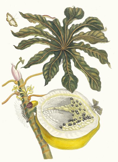 Papaja Carica. Z Księgi Metamorphosis insectorum Surinamensium, 1705. autorstwa Maria Sibylla Merian
