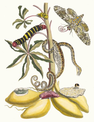 Cassave. Z Księgi Metamorphosis insectorum Surinamensium, 1705. autorstwa Maria Sibylla Merian