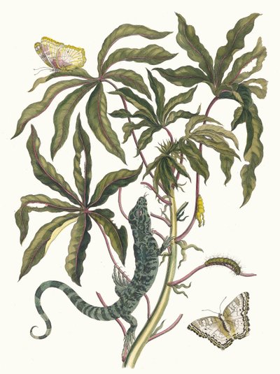 Cassave. Z Księgi Metamorphosis insectorum Surinamensium, 1705. autorstwa Maria Sibylla Merian