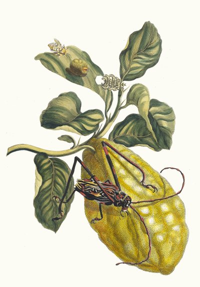 Cytronier. Z Księgi Metamorphosis insectorum Surinamensium, 1705. autorstwa Maria Sibylla Merian