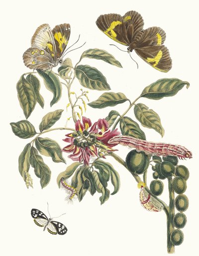 Coronilla Americana Arborescens. Z Księgi Metamorfoza owadów surinamskich, 1705. autorstwa Maria Sibylla Merian