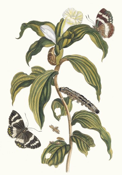 Koszt arabski. Z Księgi Metamorfoza owadów surinamskich, 1705. autorstwa Maria Sibylla Merian