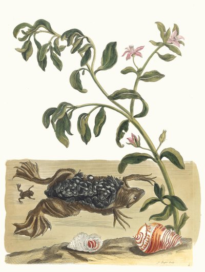 Cresson. Z Księgi Metamorphosis insectorum Surinamensium, 1705. autorstwa Maria Sibylla Merian