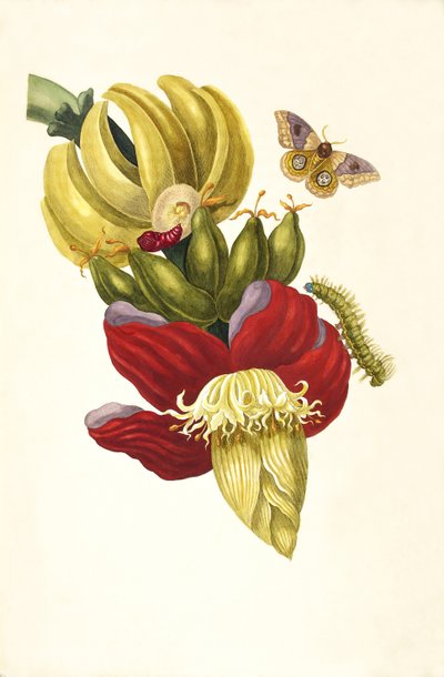 Z Księgi Metamorphosis insectorum Surinamensium, 1705. autorstwa Maria Sibylla Merian