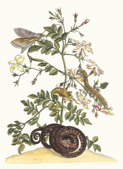 Jaśmin wielkokwiatowy. Z Księgi Metamorphosis insectorum Surinamensium, 1705. autorstwa Maria Sibylla Merian