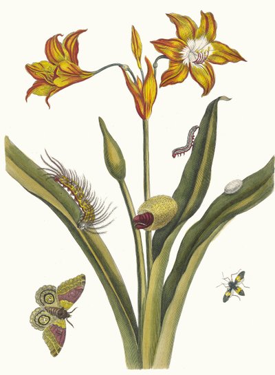 Lis Rouge. Z Księgi Metamorphosis insectorum Surinamensium, 1705. autorstwa Maria Sibylla Merian