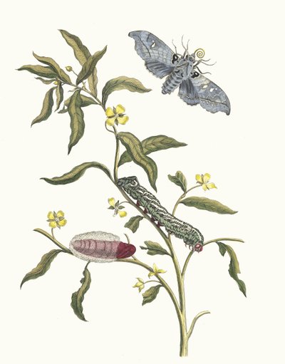 Ludwigia octovalvis. Z Księgi Metamorphosis insectorum Surinamensium, 1705. autorstwa Maria Sibylla Merian