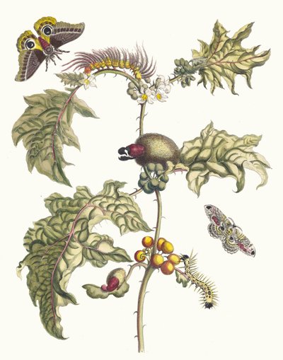 Maccai. Z Księgi Metamorphosis insectorum Surinamensium, 1705. autorstwa Maria Sibylla Merian