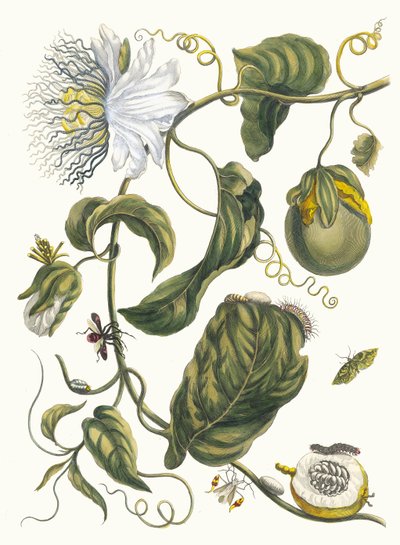 markizy. Z Księgi Metamorphosis insectorum Surinamensium, 1705. autorstwa Maria Sibylla Merian