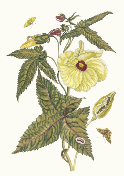 Mus-Bloem. Z Księgi Metamorphosis insectorum Surinamensium, 1705. autorstwa Maria Sibylla Merian