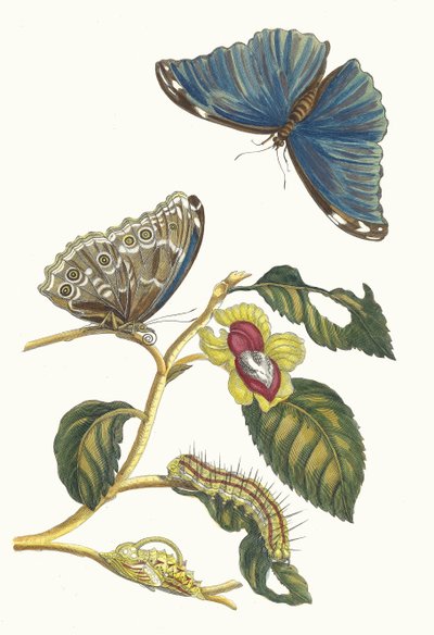 Nefliera. Z Księgi Metamorphosis insectorum Surinamensium, 1705. autorstwa Maria Sibylla Merian