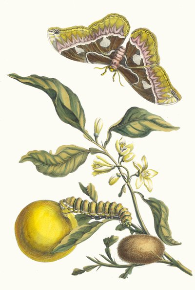Pomarańczowiec. Z Księgi Metamorphosis insectorum Surinamensium, 1705. autorstwa Maria Sibylla Merian