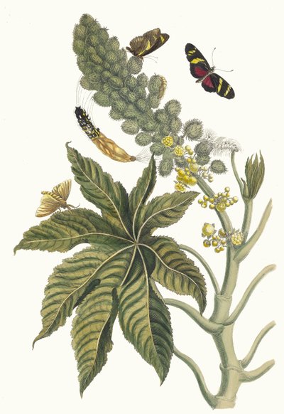 Rącznik. Z Księgi Metamorphosis insectorum Surinamensium, 1705. autorstwa Maria Sibylla Merian