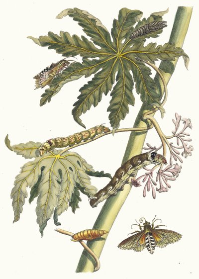 Papaja. Z Księgi Metamorphosis insectorum Surinamensium, 1705. autorstwa Maria Sibylla Merian