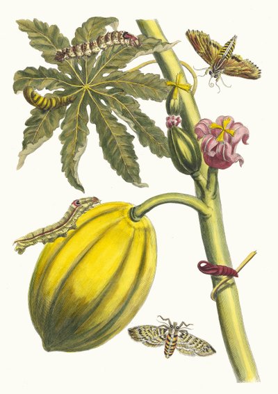 Papaja. Z Księgi Metamorphosis insectorum Surinamensium, 1705. autorstwa Maria Sibylla Merian