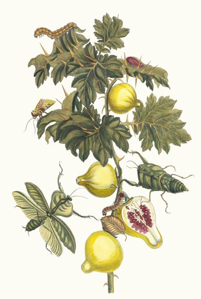 Pomme de Sodome. Z Księgi Metamorphosis insectorum Surinamensium, 1705. autorstwa Maria Sibylla Merian