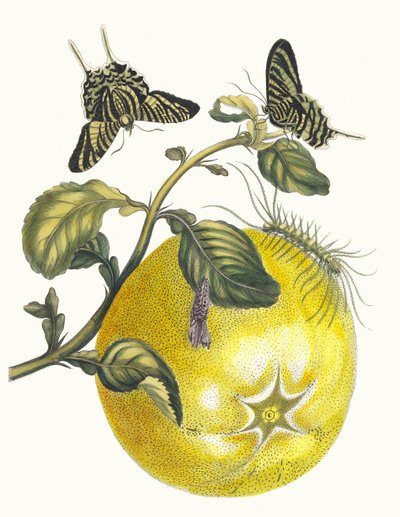 Pompelmous. Z Księgi Metamorphosis insectorum Surinamensium, 1705. autorstwa Maria Sibylla Merian