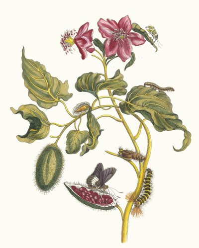 Rocu. Z Księgi Metamorphosis insectorum Surinamensium, 1705. autorstwa Maria Sibylla Merian