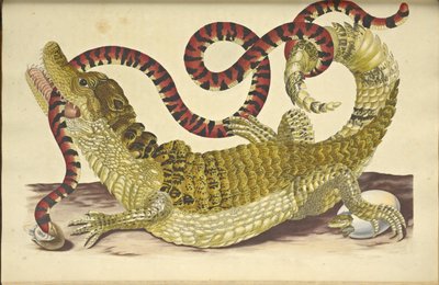 Kajman okularowy Krokodyl kajman i fałszywy wąż koralowy, 1705. autorstwa Maria Sibylla Merian