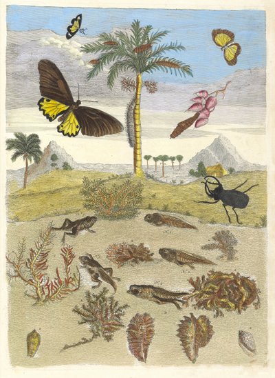 Jelonek rogacz, płazy i palmy. Z Księgi Metamorphosis insectorum..., 1705. autorstwa Maria Sibylla Merian