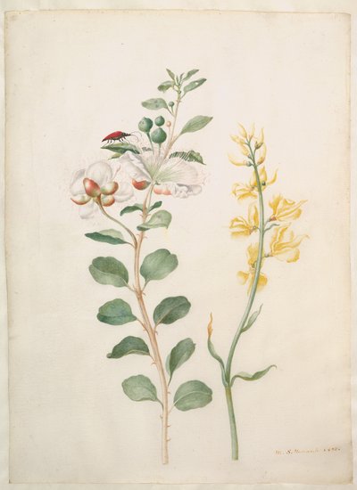  autorstwa Maria Sibylla Merian