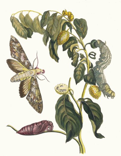Żursak. Z Księgi Metamorphosis insectorum Surinamensium, 1705. autorstwa Maria Sibylla Merian