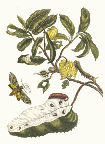 Zuursak. Z Księgi Metamorphosis insectorum Surinamensium, 1705. autorstwa Maria Sibylla Merian