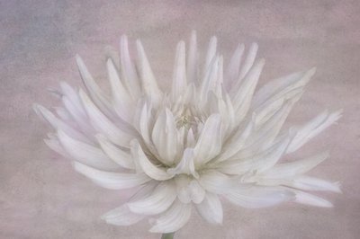 Dalia „Soft White” autorstwa Marie-anne Stas