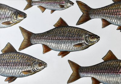 Ilustracja pływającej ryby autorstwa Marina Kozyr
