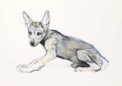Adolescent Arabian Wolf Pup, 2009 (konta i węgiel na papierze) autorstwa Mark Adlington