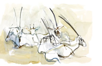 Oryks arabski, 2010 (olej na papierze) autorstwa Mark Adlington