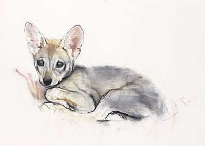 Curled Arabian Wolf Pup, 2009 (konta i węgiel na papierze) autorstwa Mark Adlington