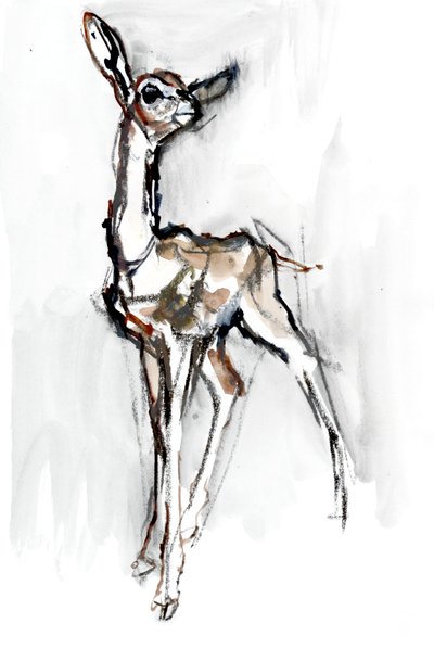 Gerenuk fawn, Sarara, 2018 autorstwa Mark Adlington