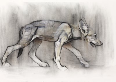 Lean Pup (Wilk Arabski), 2009 (conte und węgiel na papierze) autorstwa Mark Adlington