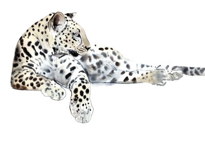 Długa (leopard arabski), 2015, (akwarela i gwasz na papierze) autorstwa Mark Adlington