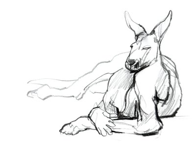 Odpoczywający sportowiec (Czerwony Kangur), 2012, (grafit na papierze) autorstwa Mark Adlington